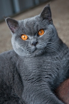 Temperament of Cute British Shorthair cat