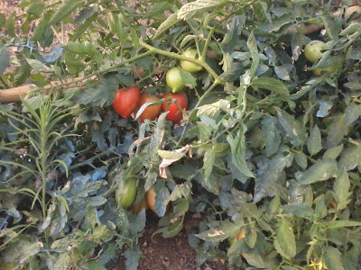 tomates