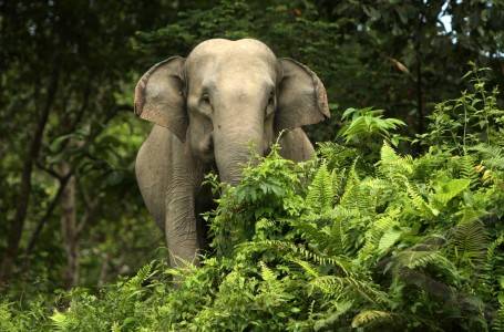 Gajah Afrika dan Gajah Asia