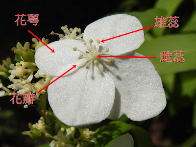 華八仙的不孕花