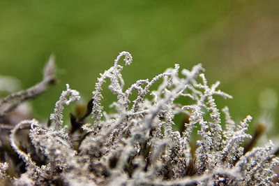 Lichen we see on Lava Hikes