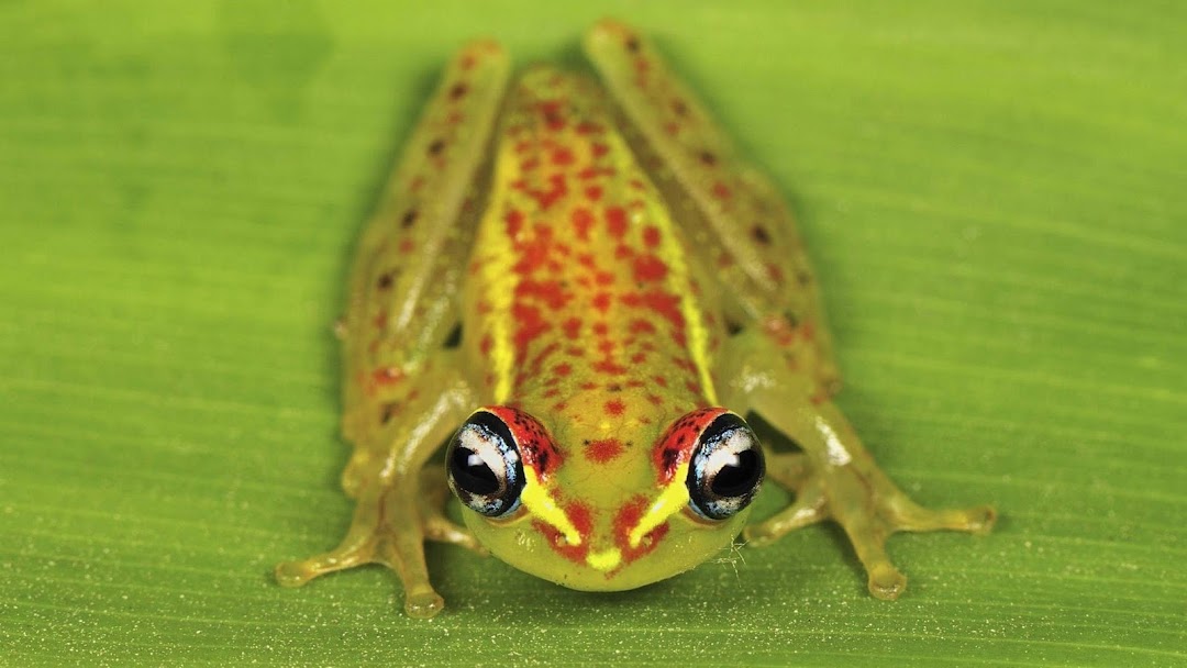 Frog HD Wallpaper 2