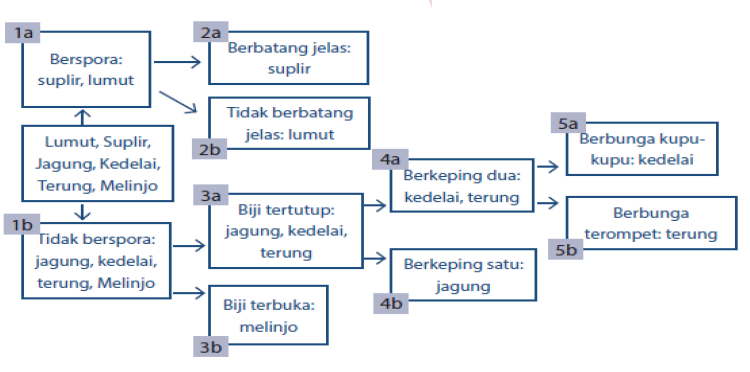 Klasifikasi Dikotom  dan Kunci  Determinasi Mikirbae com