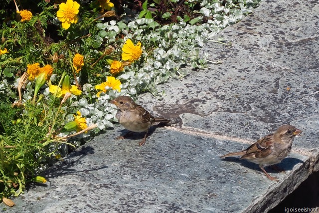 Montreux Flower Promenade - Sample of the colourful flowers and sparrows along the lakeside.