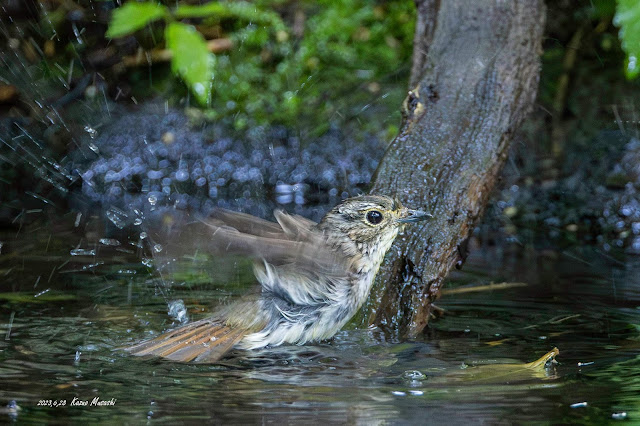 北海道で出会った野鳥　水浴びにやって来たキビタキのメス　その２