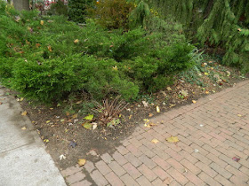 Toronto The Annex Front Garden Fall Clean up after by Paul Jung Gardening Services
