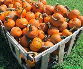 Pumpkin Patch Pumpkins for Fall at RainbowsWithinReach