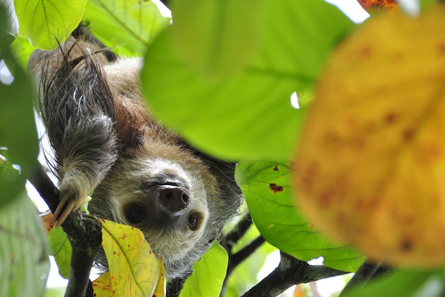 Sloth Cute Pictures in HD - Wallpaper