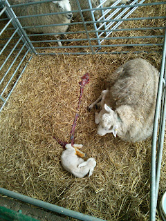 new born lamb