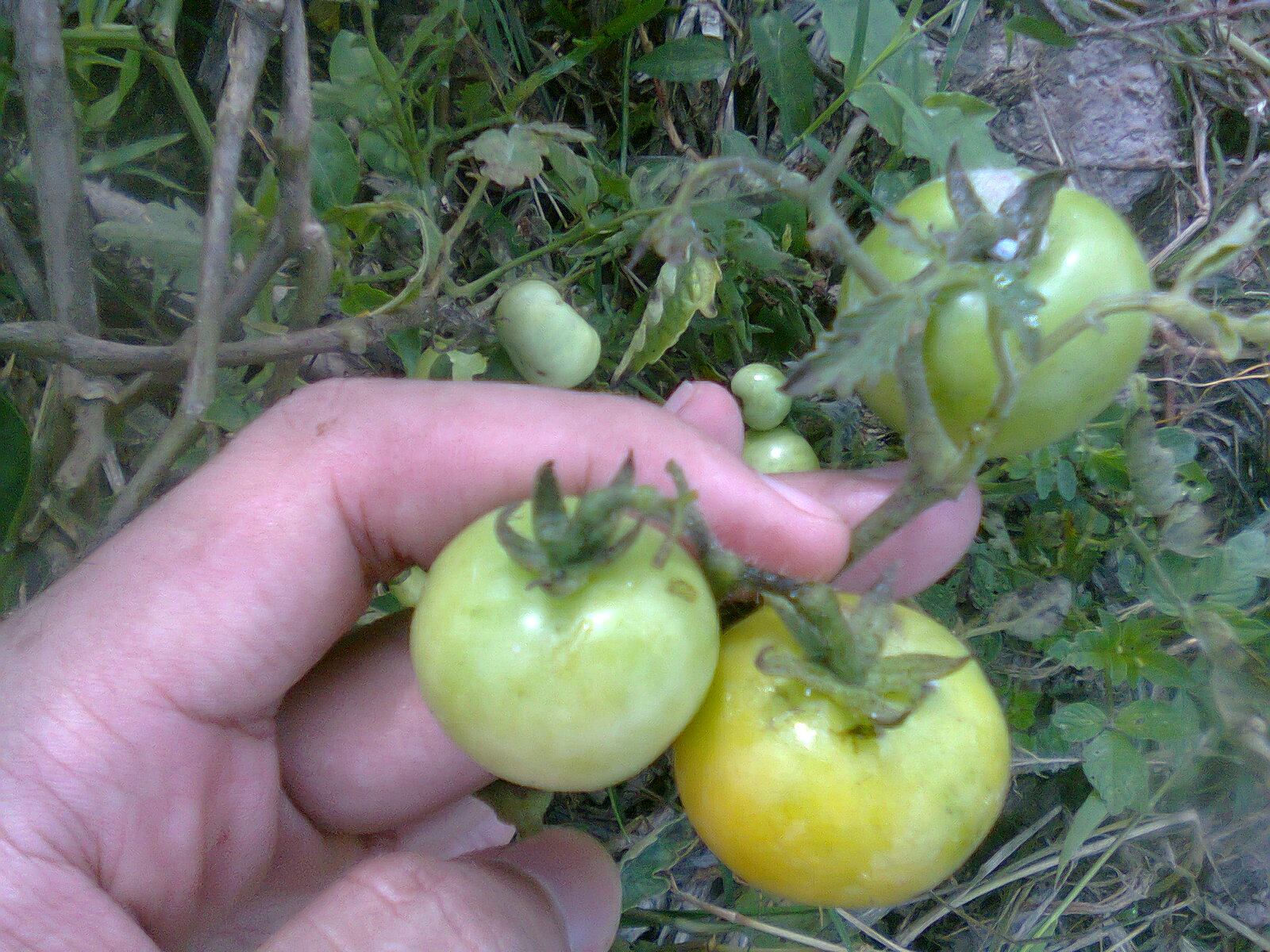 Cara Menanam Buah Tomat di Kebun dan di Sawah dengan Hasil Panen Bagus