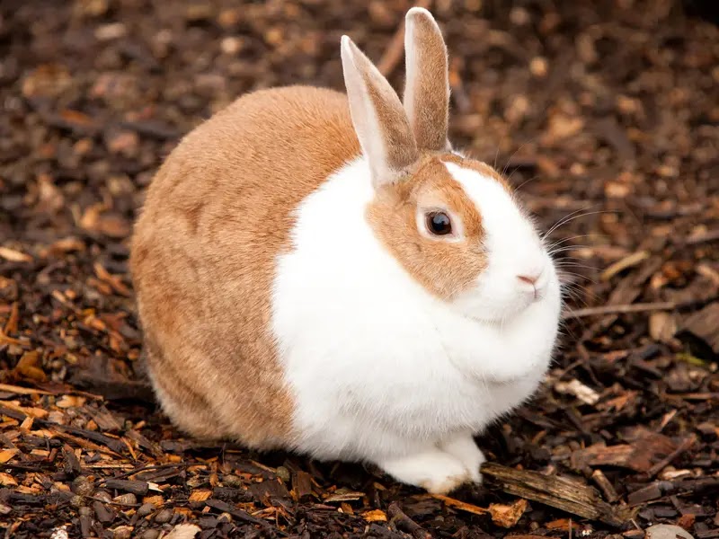 A Rabbit