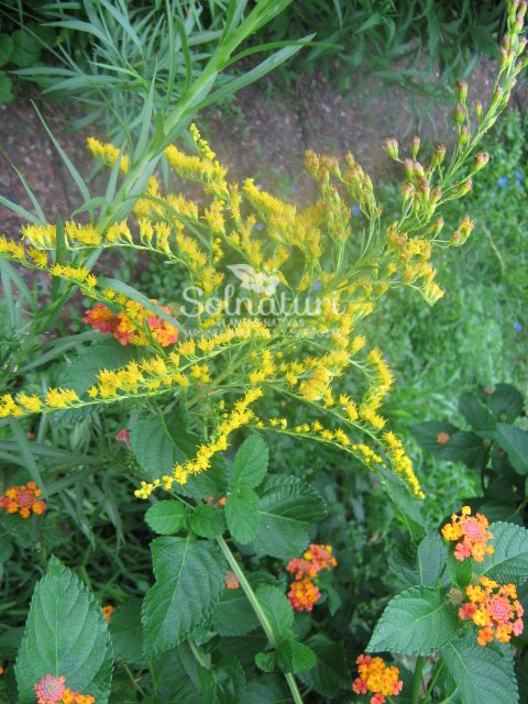 Solidago chilensis   Vara de oro