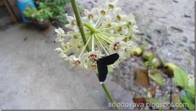 flor de cera