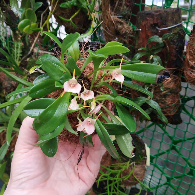 Масдеваллия обильноцветущая (Masdevallia floribunda)