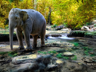 foto de elefantes en manantial  