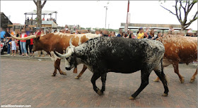 Fort Worth Stockyards: Texas Longhorn