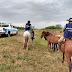  UEAR retiró caballos de la Ruta Nacional 81 para prevenir siniestros viales