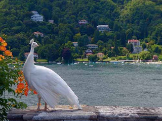 White Peacock Palazzo Barromeo Isola Bella Lake Maggiore Italy