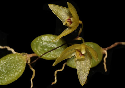 Bulbophyllum hainanense - The Spherical Bulbophyllum care and culture