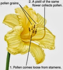 Self pollination