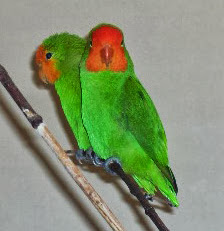 Lovebird Muka Merah (Agapornis pullarius)