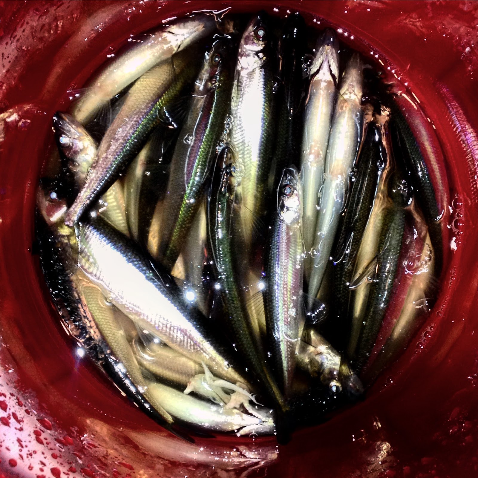The Maine Outdoorsman: Bait Fish Trapping Through the Ice