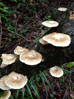 mushroom Kampong Pudak in Kota Batu Brunei