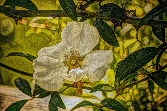 white flower