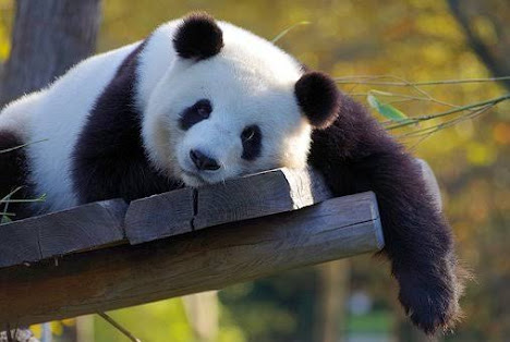 One out of the most dumbest animals in the world is Panda Bear (Giant Panda).
