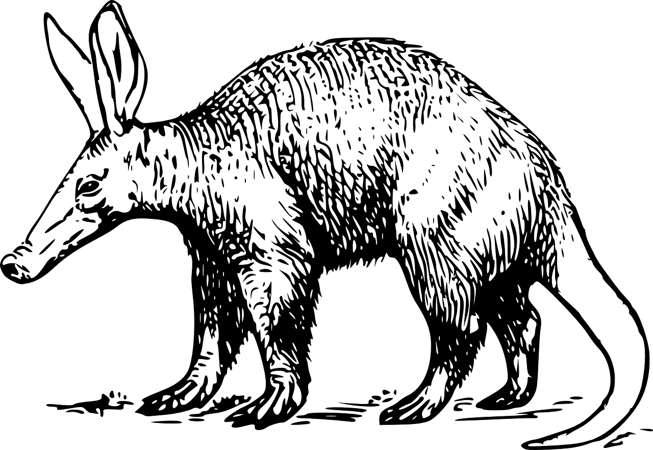 About Aardvark, Animals That Have Pig Noses And Rabbit Ears