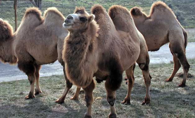 bactria camel