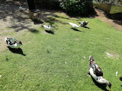 モンテ・ウルピヌ公園 (Parco di Monte Urpinu)の鳥たち