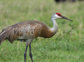 Sandhill Crane - Joe Overstreet Road, Florida