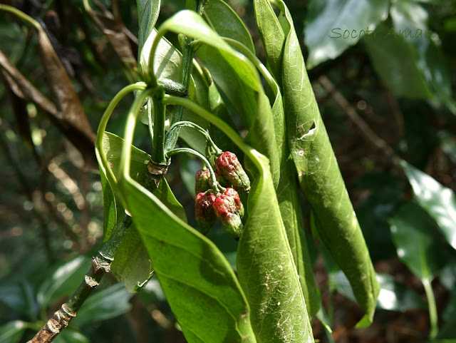 Aucuba japonica