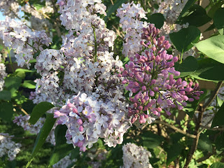 white and purple Lilac blooms