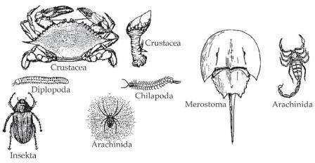 Ciri ciri dan apa  itu Hewan  Arthropoda  Bplue