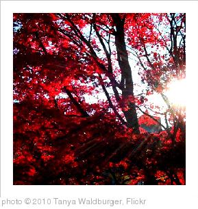 'Fall leaves 01' photo (c) 2010, Tanya Waldburger - license: http://creativecommons.org/licenses/by/2.0/