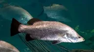 Klasifikasi dan Morfologi Ikan Kakap Putih/Barramundi (Lates calcarifer) Komoditas Laut Unggulan 
