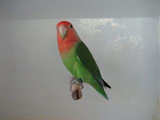 burung lovebird