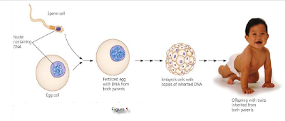 The continuity of life is based on heritable information in the form of DNA