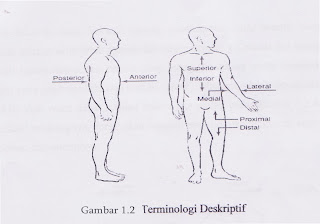 Gambar Terminologi Deskriptif Tubuh