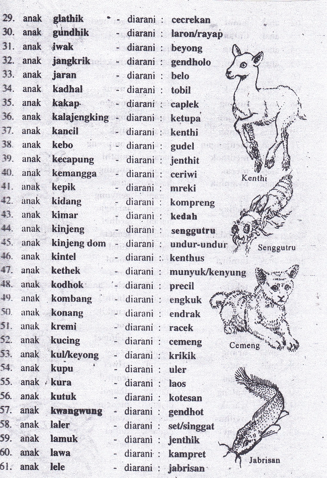 ETNIK amor Nama  anak hewan  dalam bahasa jawa