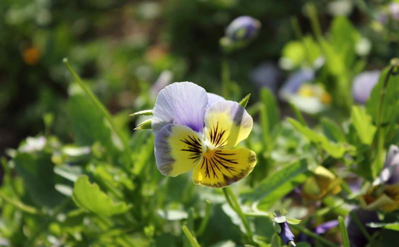 Pansies Pictures