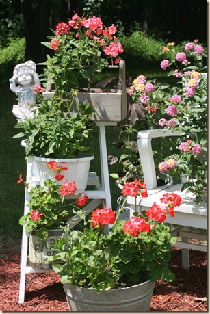 Geranium_Crazy