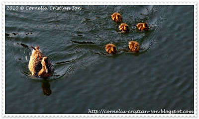 © Corneliu Cristian Ion