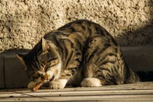 Apakah Kucing Boleh Makan Sosis Mentah