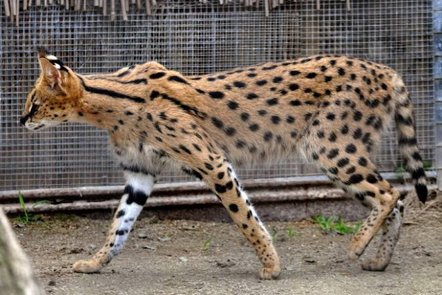 serval cat