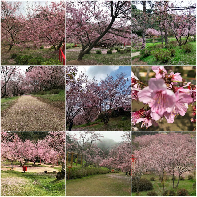 Onde (e quando) ver a florada das cerejeiras no Brasil? Campos do Jordão