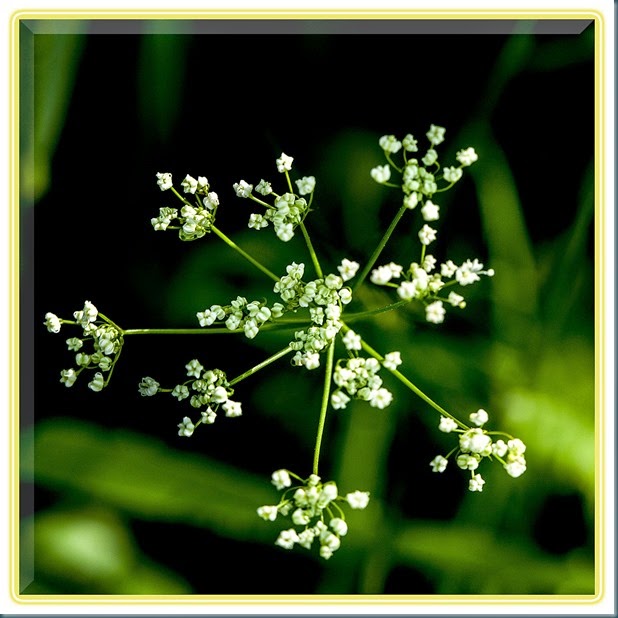 cowparsley