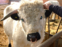 Chartley Cattle